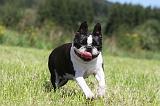 BOSTON TERRIER 042